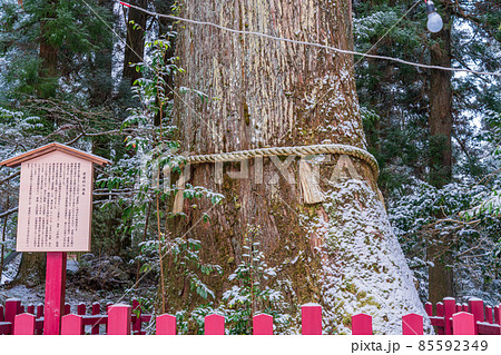 安産杉 箱根神社 大木の写真素材