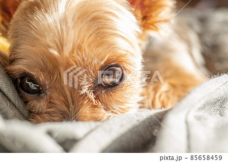 ヨークシャーテリア 子犬 犬 伏せの写真素材 - PIXTA