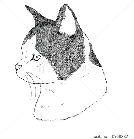 動物 猫 Cat 横顔のイラスト素材