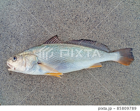 魚 海水魚 イシモチ グチの写真素材