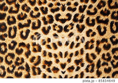 ヒョウ柄の写真素材