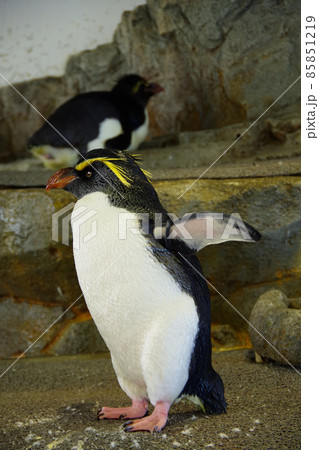 イワトビペンギン キャラクターの写真素材