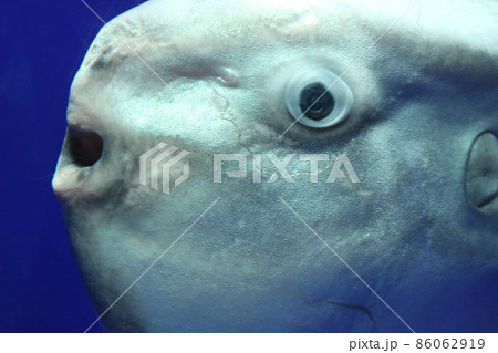 マンボウの写真素材集 ピクスタ