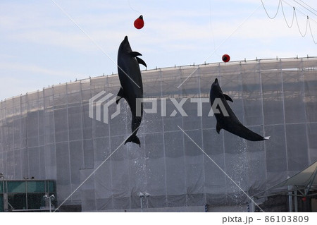 イルカ ショー ジャンプ ボールの写真素材