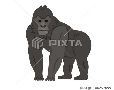 ゴリラのpng素材集 ピクスタ