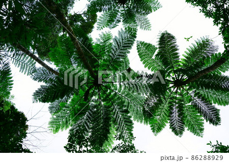 ヘゴの木の写真素材 - PIXTA