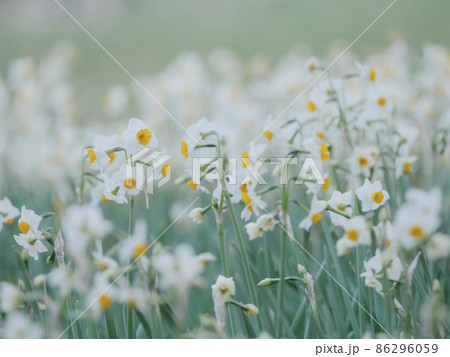 凛とした花 冬の花 凛としたの写真素材