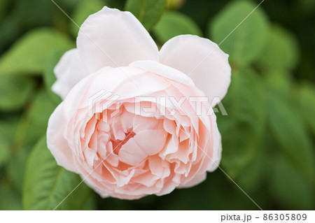 セシリア 花の写真素材