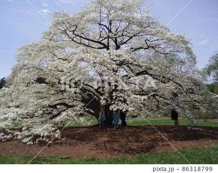木 ハナミズキ 大木 満開の写真素材 - PIXTA