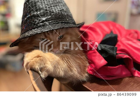 cat wearing a michael jackson jacket and hat