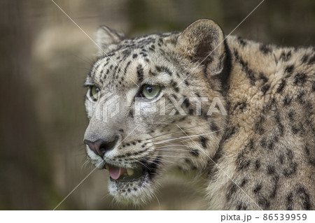 白ヒョウの写真素材