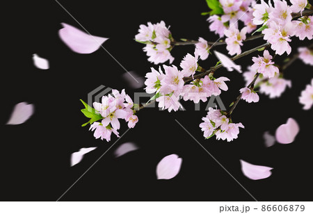 桜の花 花びら のイラスト素材集 ピクスタ