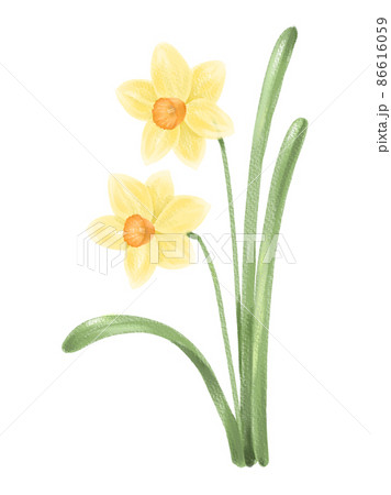 水仙のイラスト素材 水仙のイラスト素材