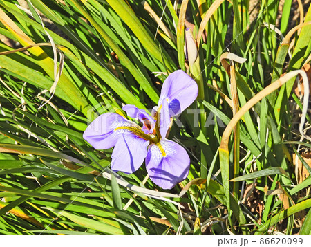 寒あやめの写真素材