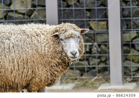 羊の横顔の写真素材