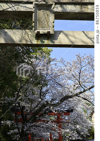 花鈿 サクラの写真素材