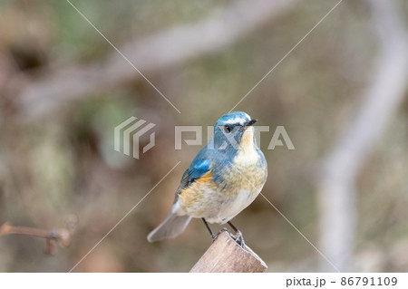 鳥類 渡り鳥 青い鳥 綺麗の写真素材
