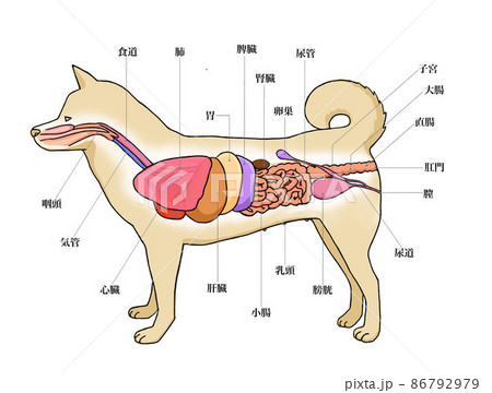 カメラ の 前 の 雌 犬