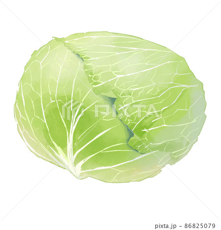 キャベツのイラスト素材集 ピクスタ