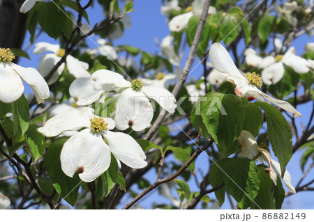 ハナミズキ 白 花 はなみずきの写真素材