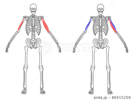 骨 骸骨のイラスト素材集 ピクスタ