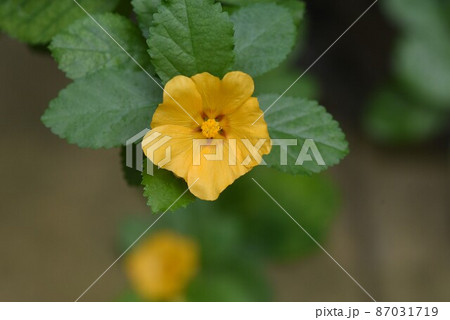 イリマ 花 かわいい 緑色の写真素材