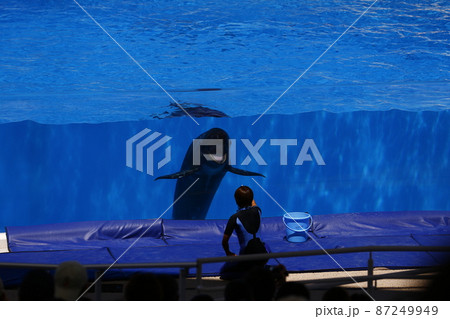 ちゅら海水族館 きれい 水族館 沖縄の写真素材