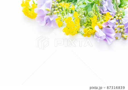 フラワーアレンジメント 菜の花 生け花 白バック かわいいの写真素材