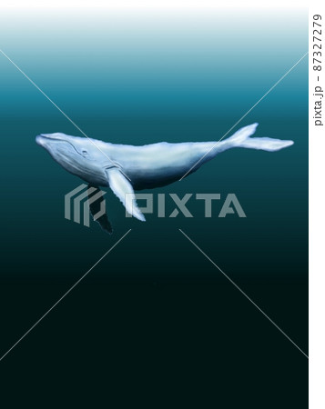 クジラ 鯨 のイラスト素材集 ピクスタ