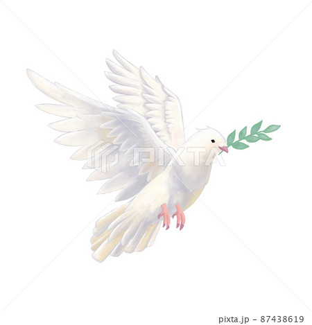 鳩 オリーブ 鳥 白い鳩のイラスト素材