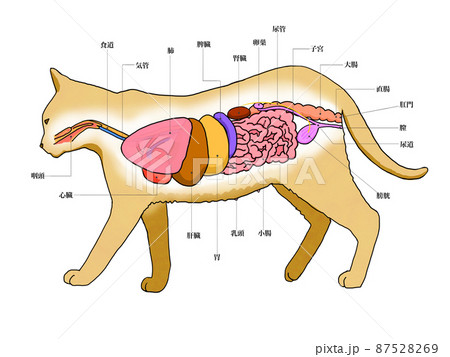 イラスト 手描き 手書き 猫の写真素材