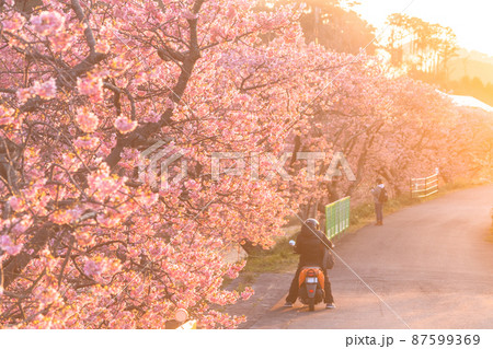 黄昏と桜の写真素材 - PIXTA