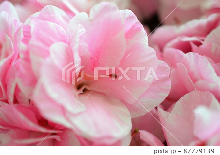 アゼリア 花の写真素材