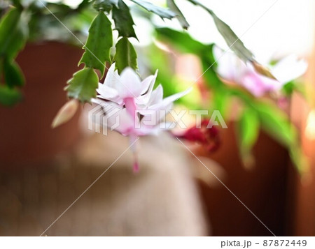 冬のひだまりの写真素材