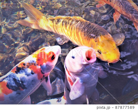 鯉 池 コイ ヒゲの写真素材