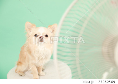 おすわりの写真素材