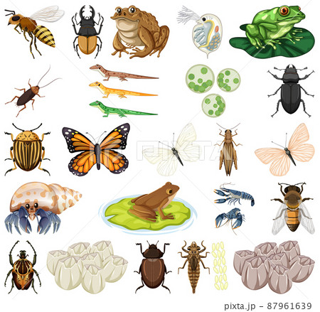 ヤドカリ マンガ 漫画 グラフィックのイラスト素材