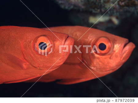 赤い魚 沖縄の写真素材