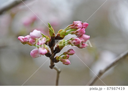 天然＊野生【山桜＊桜＊切り花＊つぼみの枝】ネコポス/可憐で素朴で可愛いです＾＾♪ 園内の桜がもう少しで咲きそうです（令和2年3月19日）｜桐生市