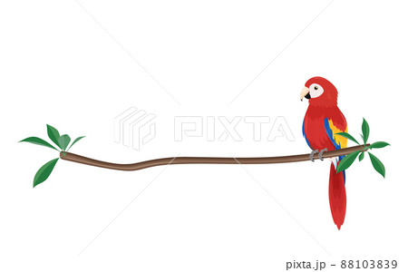 インコ オウムのイラスト素材集 ピクスタ