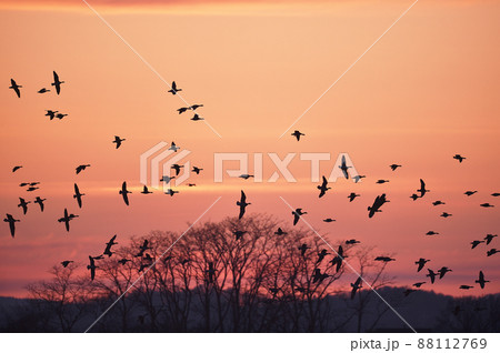 夕焼け 鳥 野鳥 雁の写真素材 - PIXTA