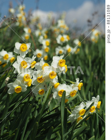 匂い水仙の写真素材