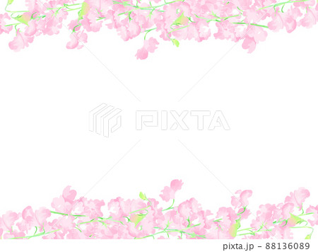 スイートピーのイラスト素材 - PIXTA