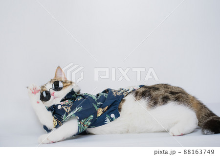 ねこ ネコ 猫 サングラスの写真素材