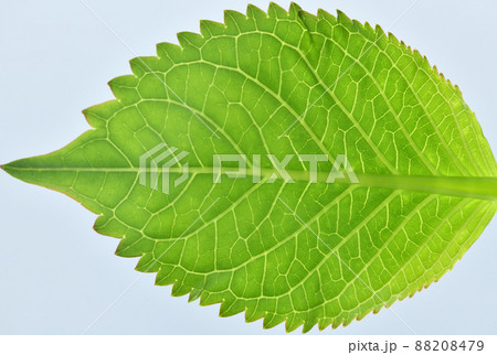 葉 紫陽花 模様 葉脈の写真素材 葉 紫陽花 模様 葉脈の写真素材