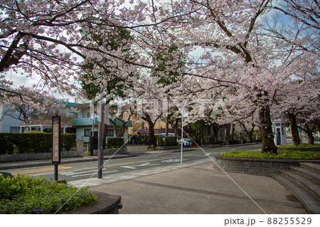 バス停 花 桜 バスの写真素材
