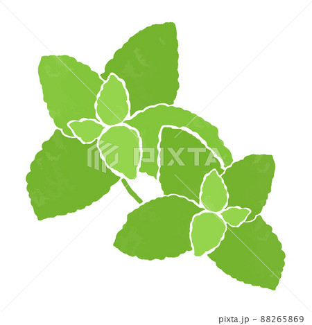 ミントのイラスト素材