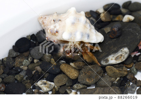 ヤドカリ 節足動物 貝殻 浜辺の写真素材 - PIXTA