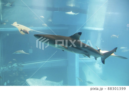 ツマグロ鮫 水族館 近畿の写真素材