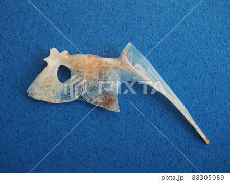 魚の骨の写真素材